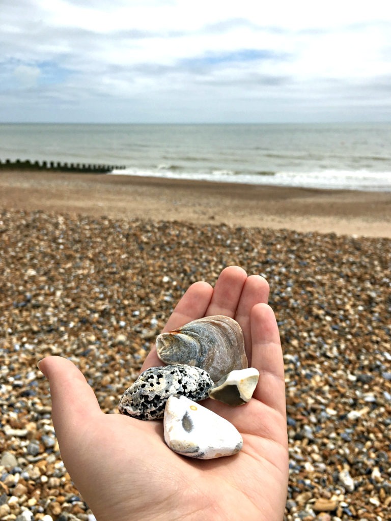 Holding shells in eastbourne beach