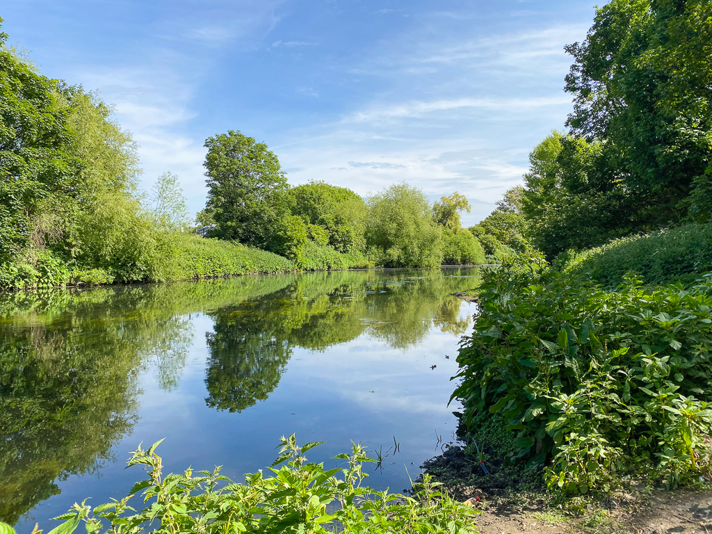 Marshes river