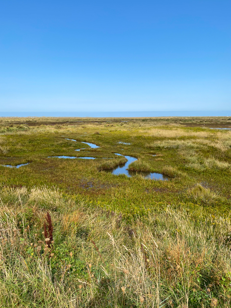 Norfolk marshes