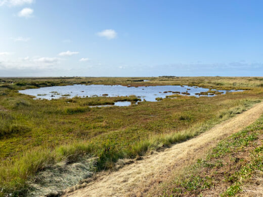 Cley marshes